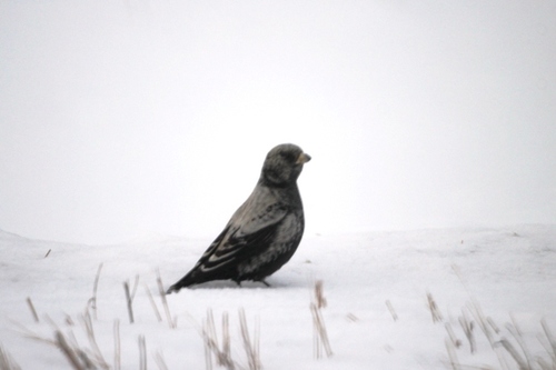 Black Lark