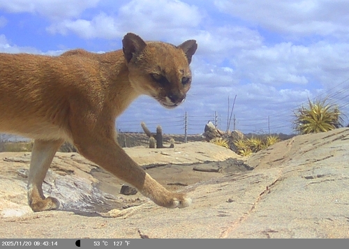 Jaguarundi