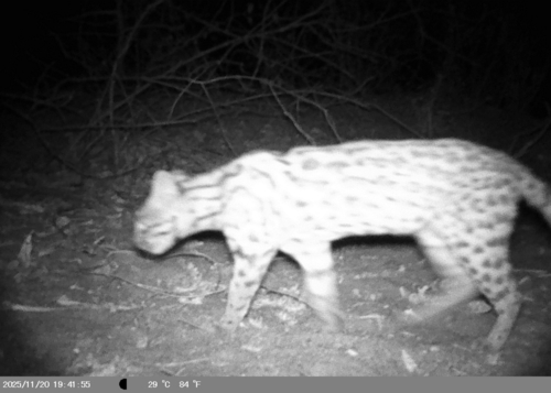 Snethlage's Tigrina