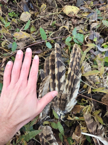 View observation of {o.common_name} on iNaturalist