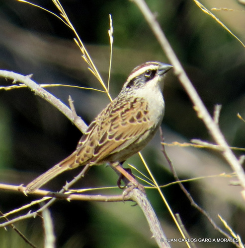 Striped Sparrow