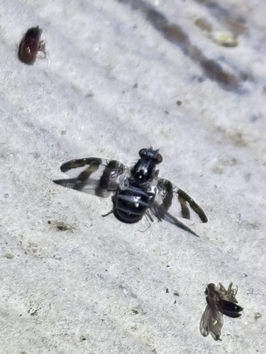 Unknown species found near Windsor Park, Austin, TX 78723, USA