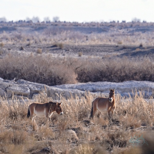 Przewalski's Horse
