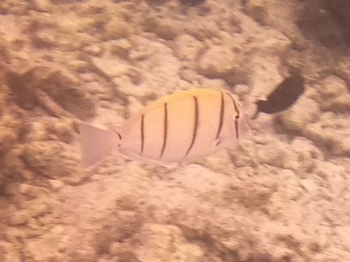 Acanthurus triostegus