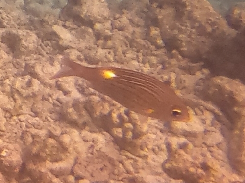 Gnathodentex aureolineatus