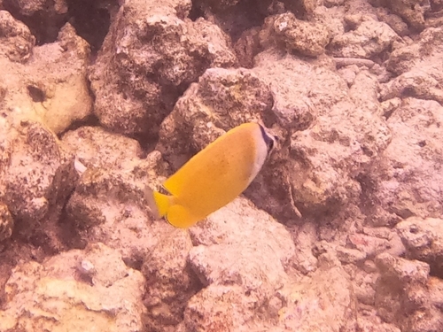 Chaetodon kleinii