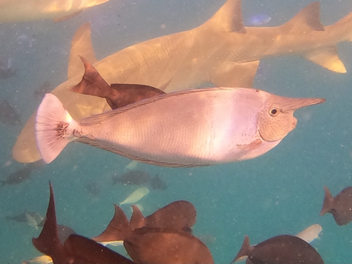 Naso brevirostris