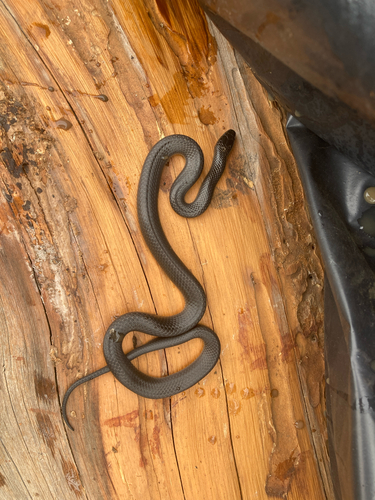 Eastern Small-eyed Snake sighting