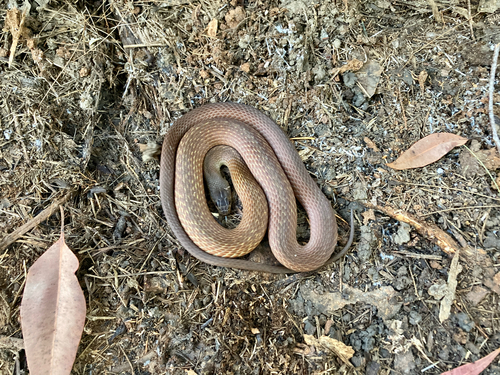 Common keelback sighting