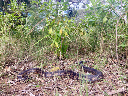 Coastal Carpet Python sighting