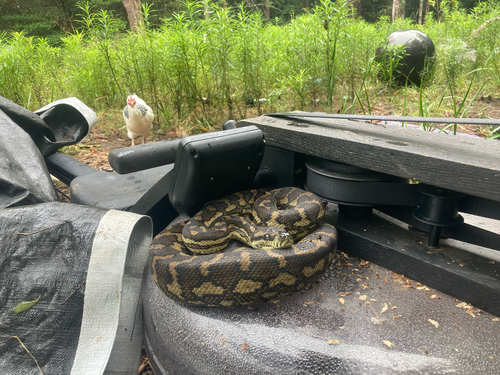 Coastal Carpet Python sighting