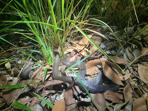 Slaty-grey snake sighting