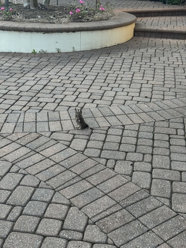 View observation of {o.common_name} on iNaturalist