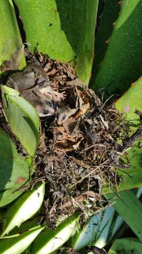 Balsas mouse opossum