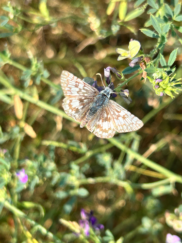 Common Checkered-Skipper