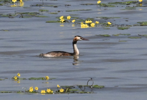 Great Crested Grebe