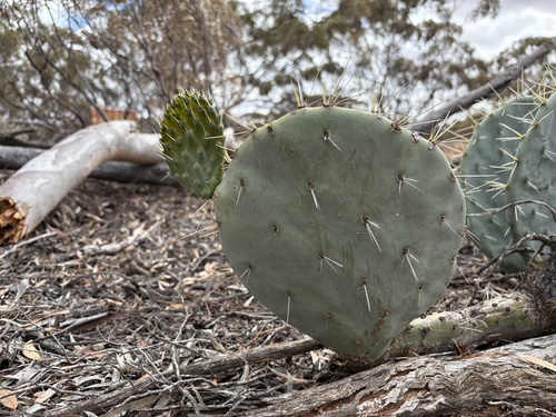 nopal tapón
