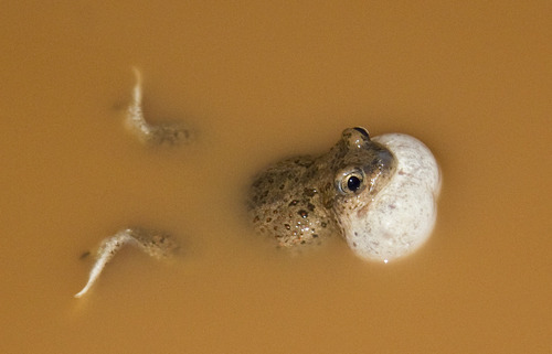 Western Spadefoot