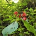 Crusea pulcherrima - Photo 由 Roberto Tellez 所上傳的 (c) Roberto Tellez，保留所有權利