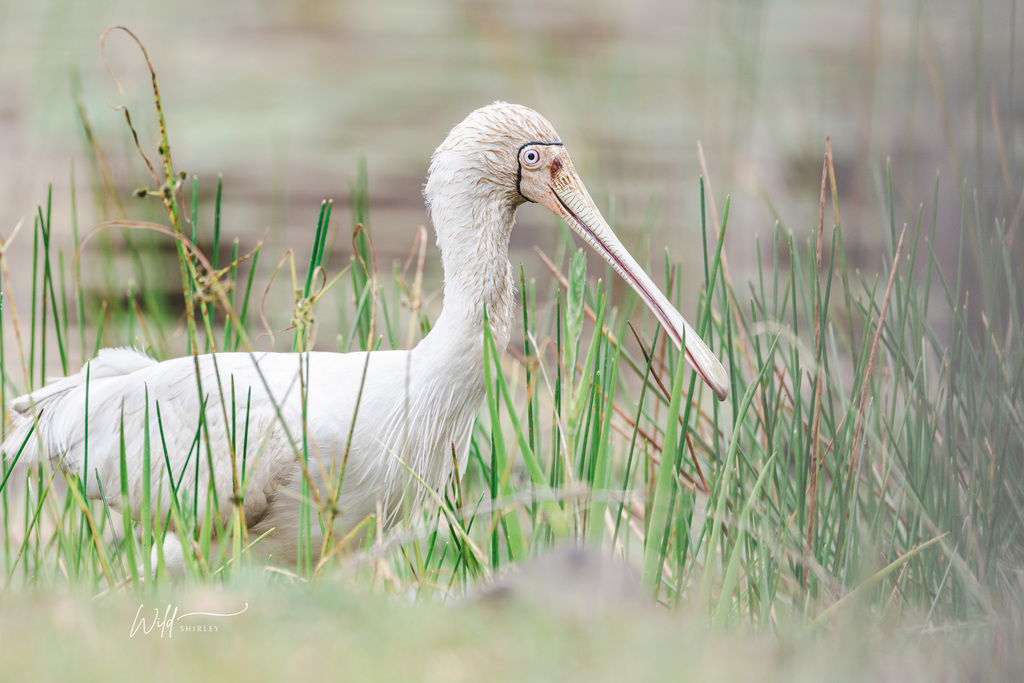 Yellow-billed Spoonbill (Platalea flavipes) photo