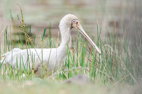 Platalea flavipes Gould, 1838