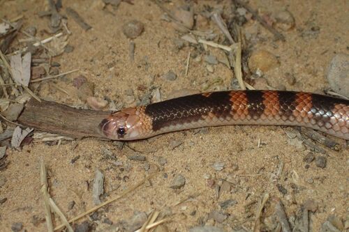 Cape York Shovel-nosed Snake sighting