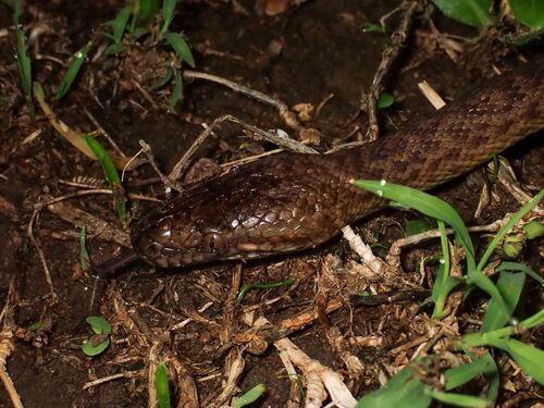 Papuan Spotted Python sighting