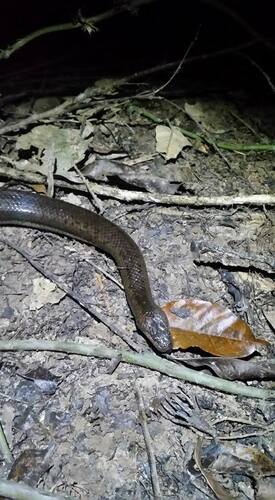 Macleay's Water Snake sighting