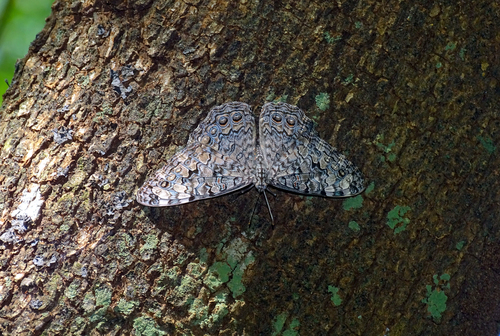 Gray Cracker