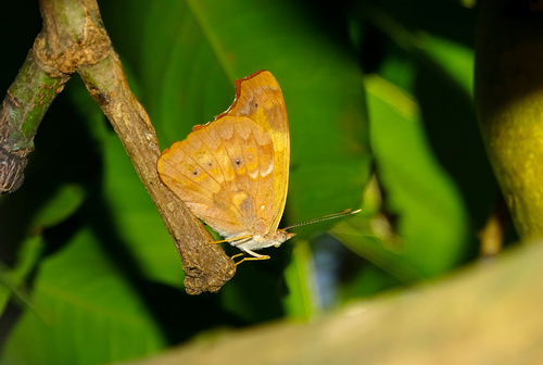 Orange Banner