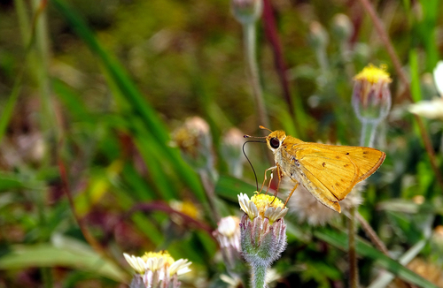 Northern Fiery Skipper