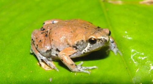 Sheep Frog