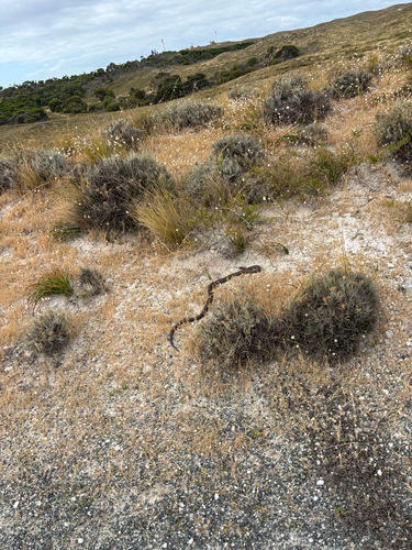 Rottnest Island Dugite sighting