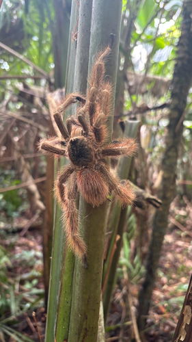 Brazilian Giant Blonde Tarantula