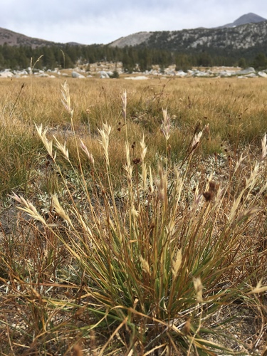 Danthonia intermedia Vasey