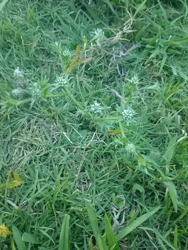 Eryngium nudicaule