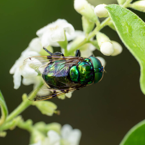 Unknown species found near National Butterfly Center, 3333 Butterfly Park, Mission, TX 78572, USA