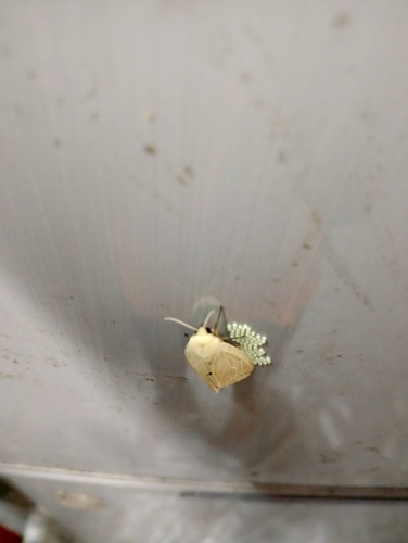 Clouded Tiger Moth