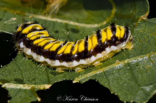 Grapeleaf Skeletonizer Moth