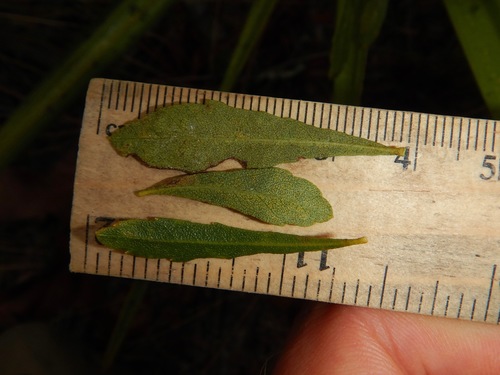 dwarf bayberry