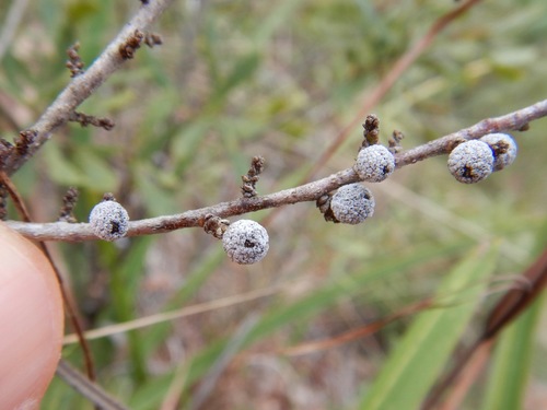 dwarf bayberry