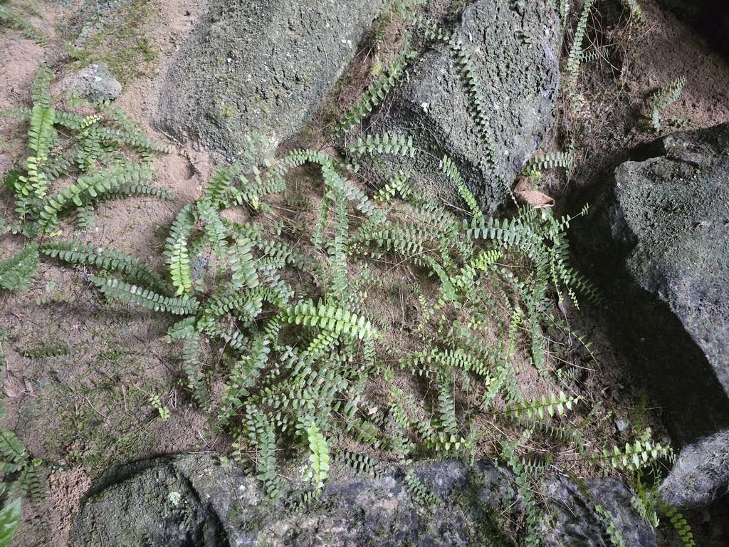 Nephrolepis radicans (Nephrolepis radicans)