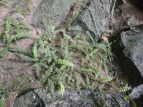 Nephrolepis radicans
