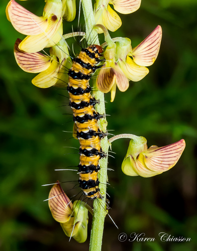 Ornate Bella Moth