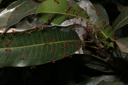 African Weaver Ant