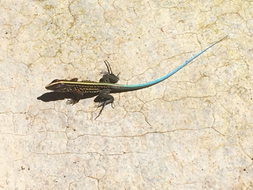 Middle American Ameiva
