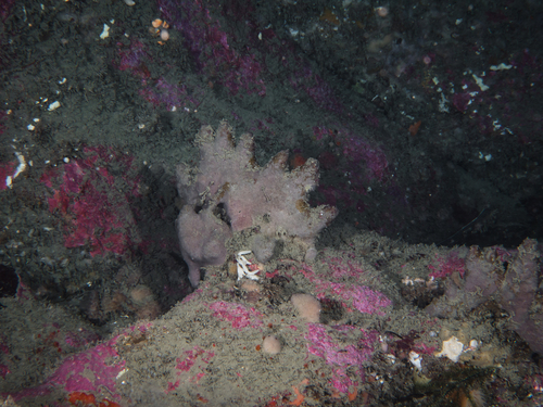 Thorecta reticulata