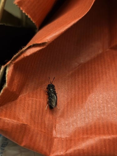 Unknown species found near Entomology Research Lab, College Station, TX 77840, USA