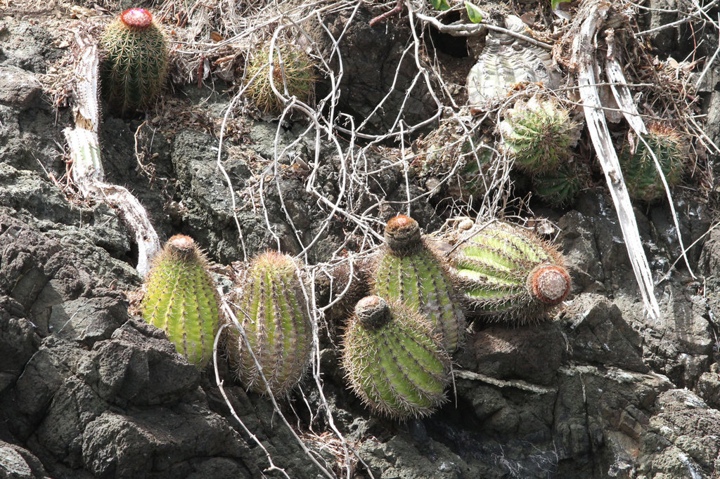 Melocactus broadwayi  iNaturalist