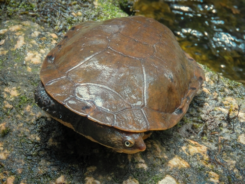Hydromedusa maximiliani